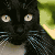 faces_icon