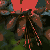 flaura