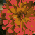 flaura