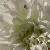 flaura