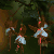 flaura