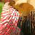 flaura