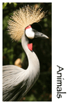 Animals Photo Gallery