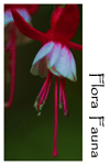 Flora Fauna Photo Gallery